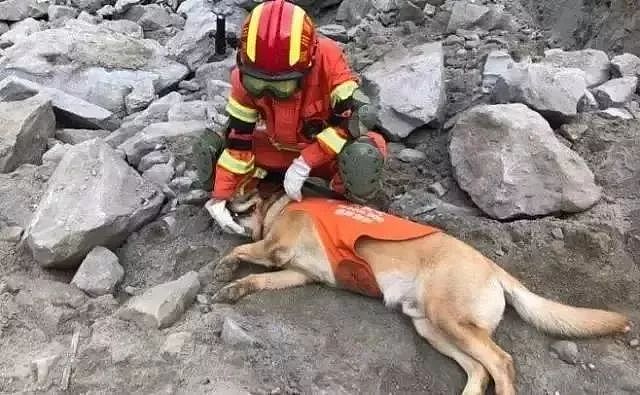 参与过汶川地震救援的最后一只搜救犬去世，“沈虎，愿你一路走好…” - 12