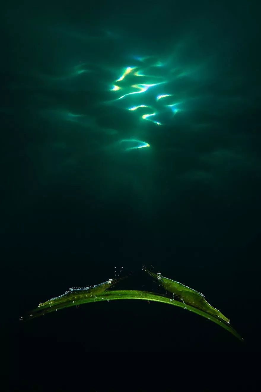 2018年水下摄影师大赛的获奖作品，带你进入一个水下世界 - 1