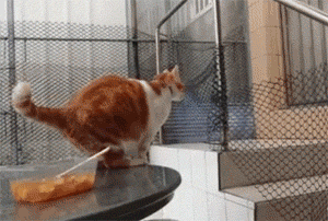 这只橘白猫想要跳到对面的楼梯，踌躇了很久计算了很久，最后... - 2