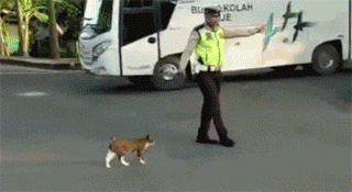 这位交警遇到一只猫要过马路，他的举动让人想点赞... - 4