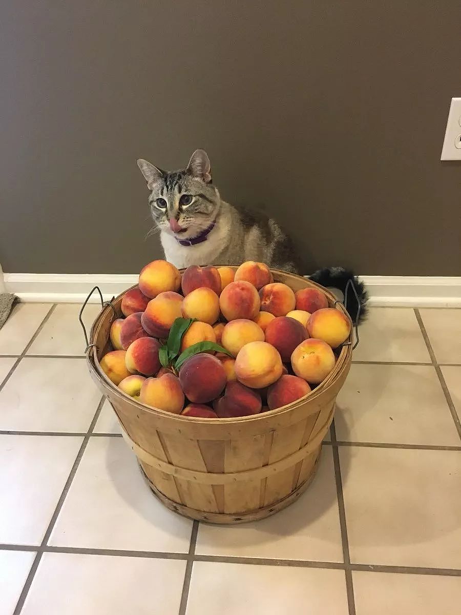 你知道吗，只要摆上几颗桃子就能引来一只喵 - 12