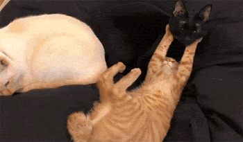推主看到橘猫双手举高高，以为它在睡觉，凑近一开，笑飞了！ - 2