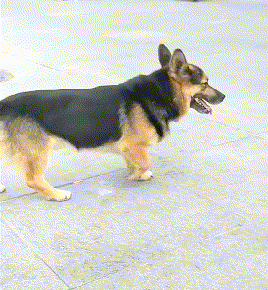 偶遇了一只串串狗，网友笑喷了：它的名字肯定叫“肯德基“！ - 2