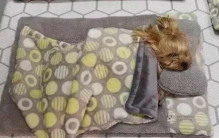 原来狗狗在宠物学校是这么睡觉的，太可爱了吧！ - 3