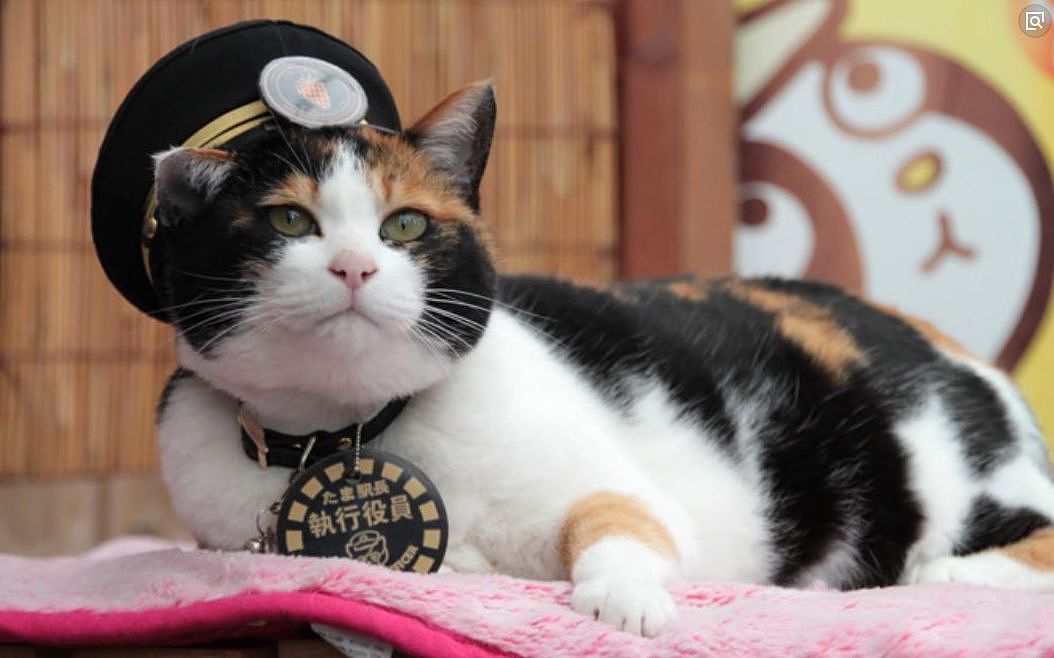 日本超人气猫站长升职啦，在它的升职演讲上，它一开口就让人... - 3