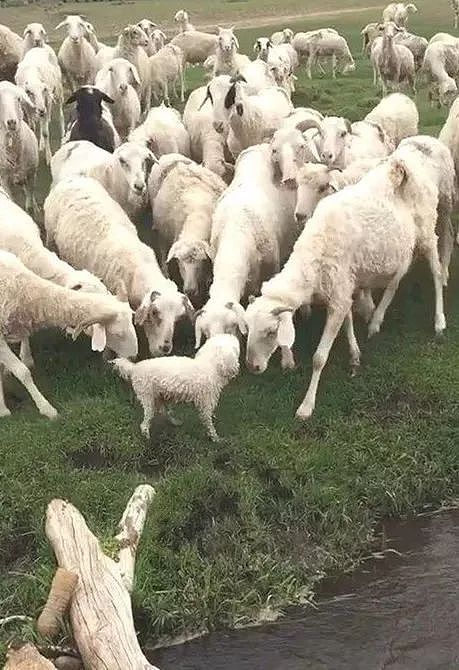 主人让牧羊犬放羊，它竟然把羊给上了！ - 12