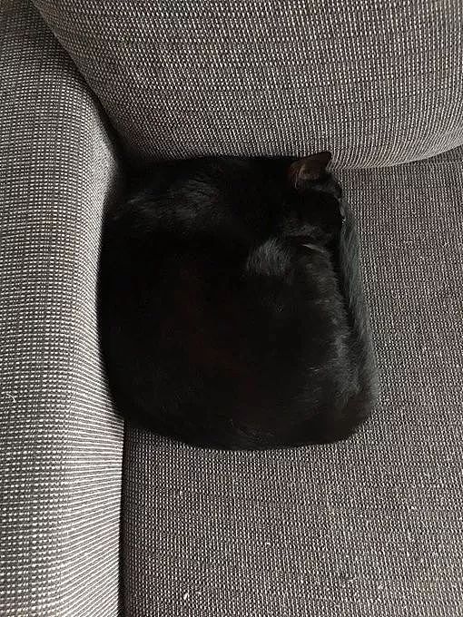 推主家的黑猫很喜欢睡在沙发角，每次都把自己盘成这姿势，笑飞！ - 1