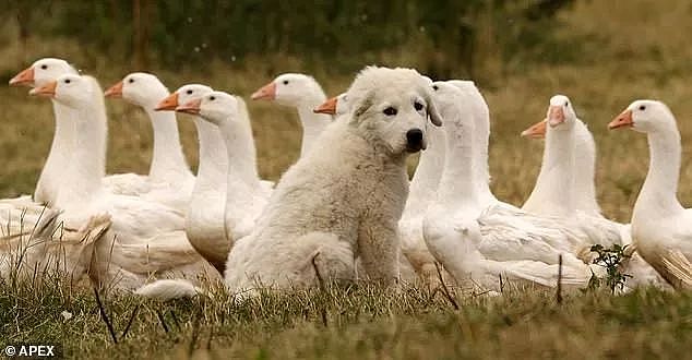 “雇”了两只大白熊来看鹅，自己反倒被萌化，这也太可爱了吧！ - 2