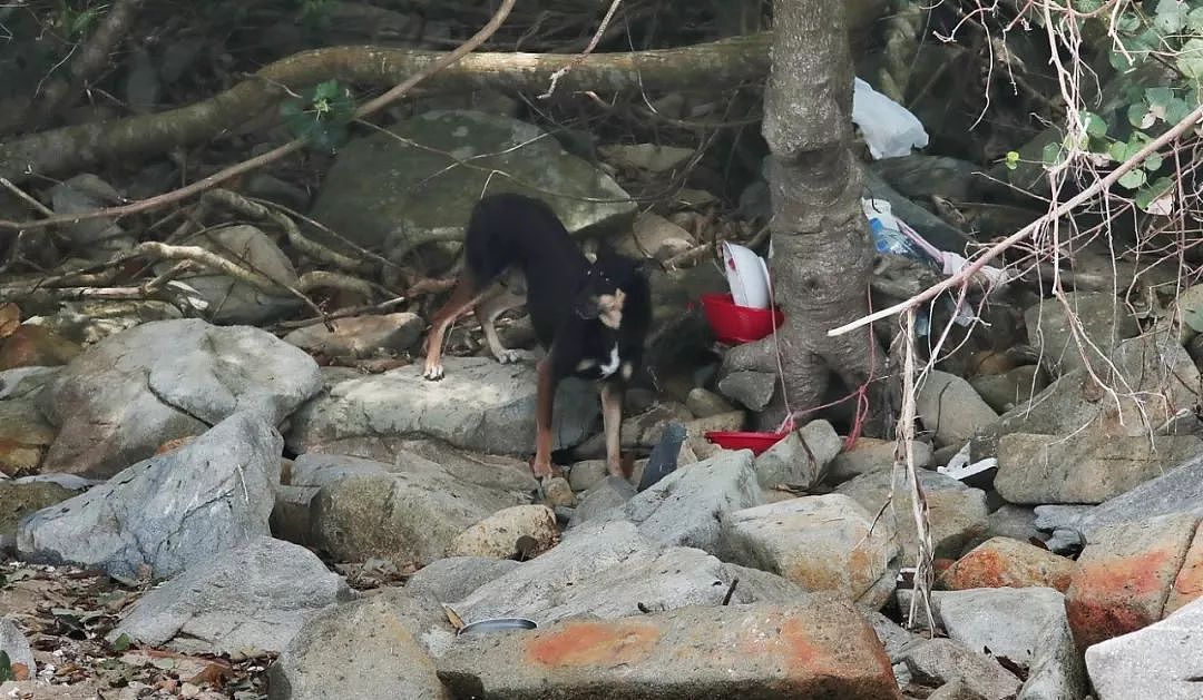 香港“犬之岛”——专门遗弃狗狗的5座孤岛，如今变成这样了…… - 16