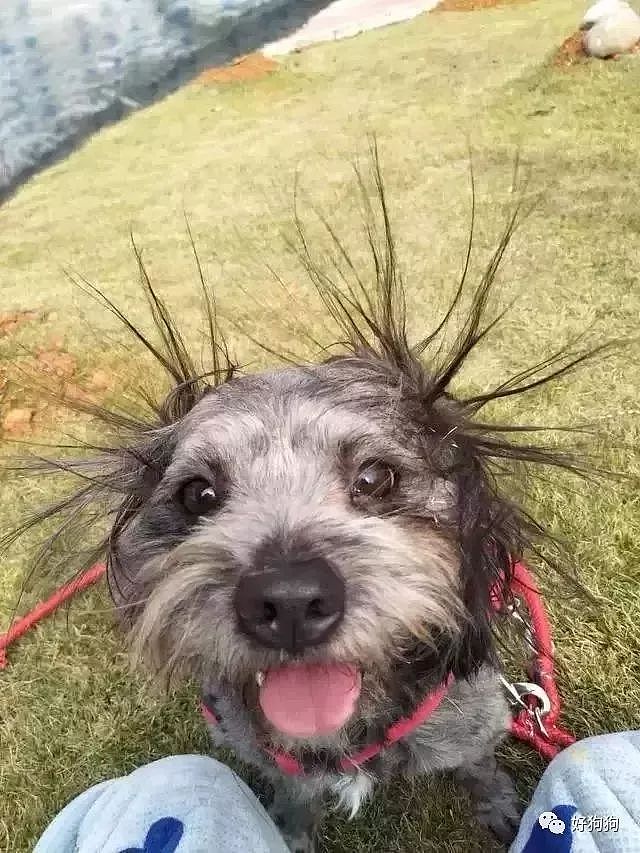 岛国一柴犬沉迷静电无法自拔，每天都要摩擦摩擦摩擦摩擦！ - 13