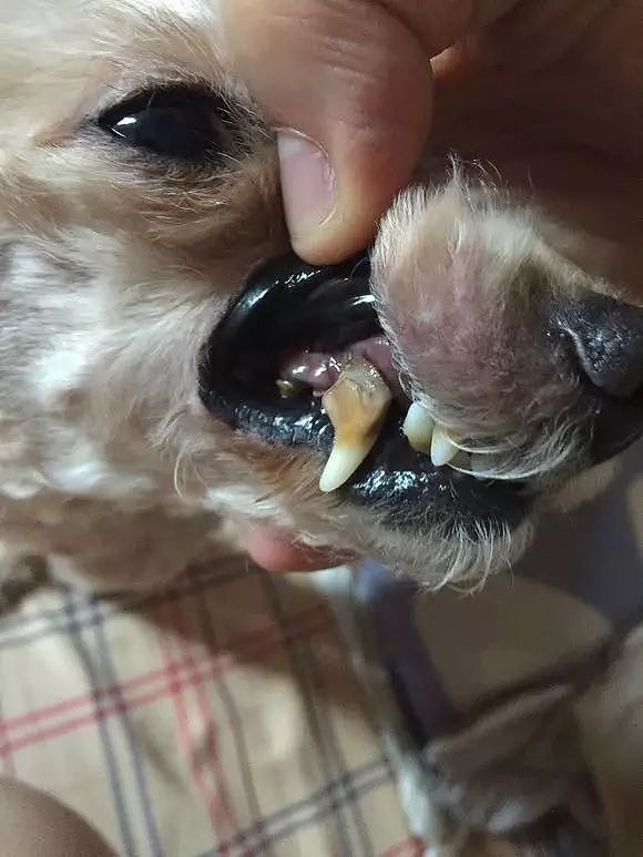 三岁狗狗牙齿就开始脱落，扒开嘴巴的发现更惊人！ - 5