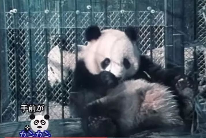 在日本，熊猫是一种信仰 - 22
