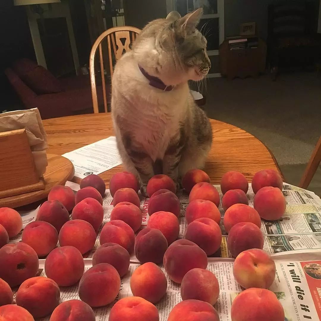 你知道吗，只要摆上几颗桃子就能引来一只喵 - 5
