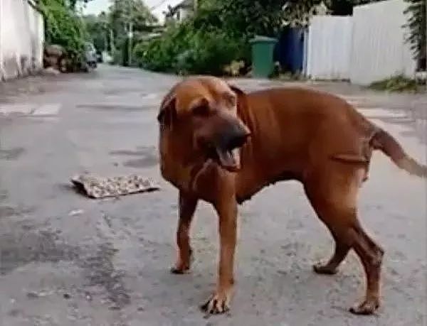 泰国一只流浪狗因为演技太好火了，被网友称作“狗中影帝”！ - 4