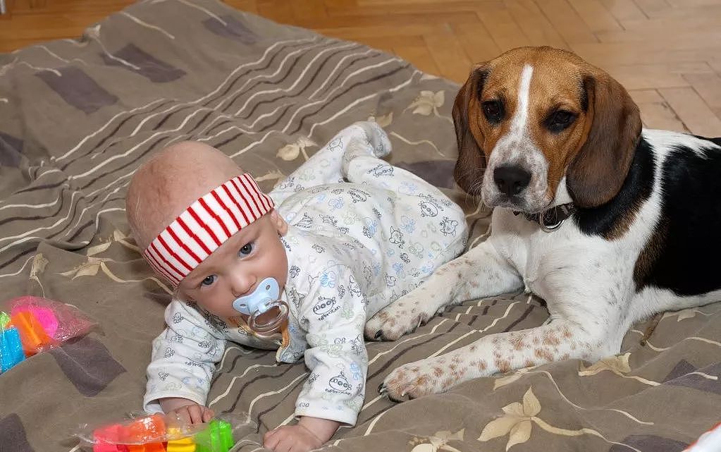 世上有一种爱叫：当宠物狗遇上小Baby - 11