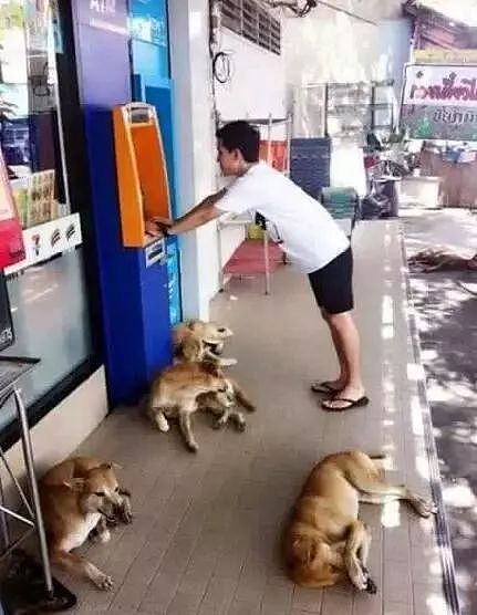 为了让更多人接受流浪狗，泰国政府想出了这样一个办法！ - 9