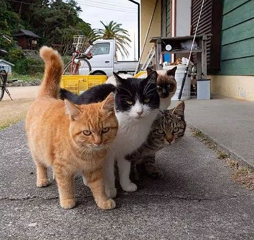 这4只猫在街头的霸气合影，被网友拟人化后更霸气了，感受下！ - 1