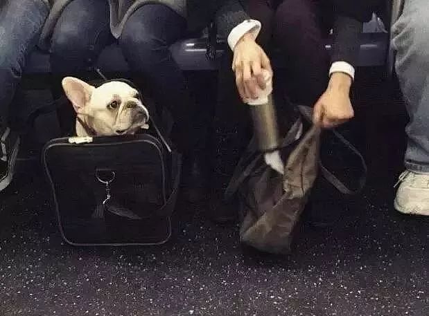把狗装起来就能乘地铁！可这只萨摩耶却被拦了下来，原因是... - 2