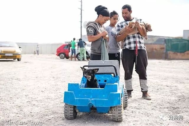 南非一女士把狗狗放在玩具车里，带着它们步行2小时来看医生！ - 5