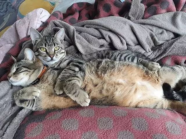 这两猫老喜欢把床垫弄倒在地，还邀请其他喵一起玩，被抓后还一脸无辜！ - 2