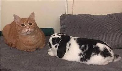 这2只由兔兔带大的猫咪，不仅喜欢霸占兔窝，还喜欢围观兔兔吃饭。 - 17