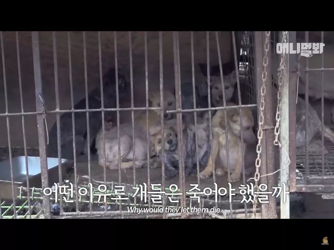 愤怒！韩国动保组织竟一边救狗一边将它们安乐死！ - 8