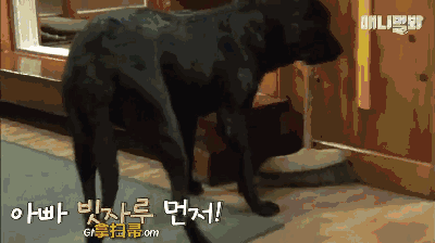狗狗在韩国饭店服务七年，业务精湛存下不少小费 - 10