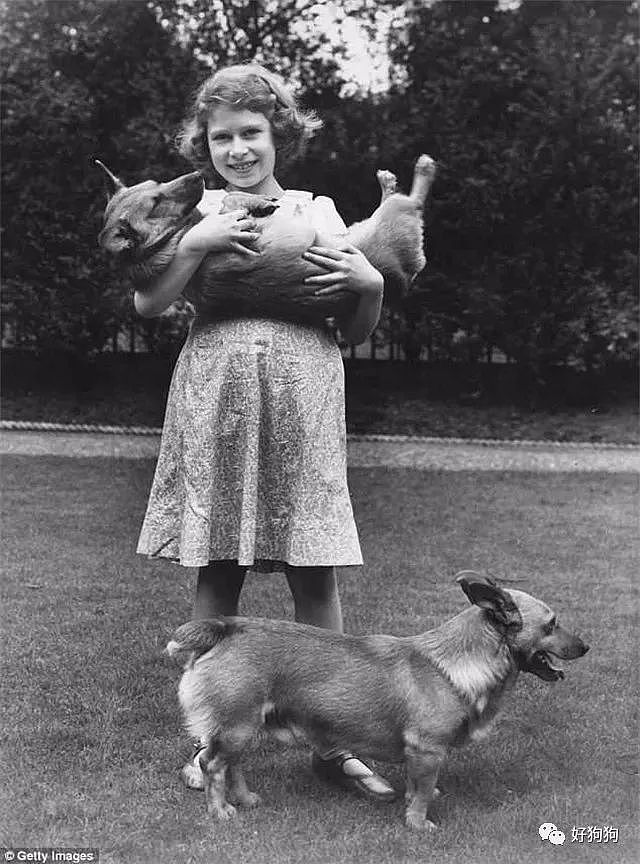 英国女王的柯基去世，她说再也不会养狗了…… - 3