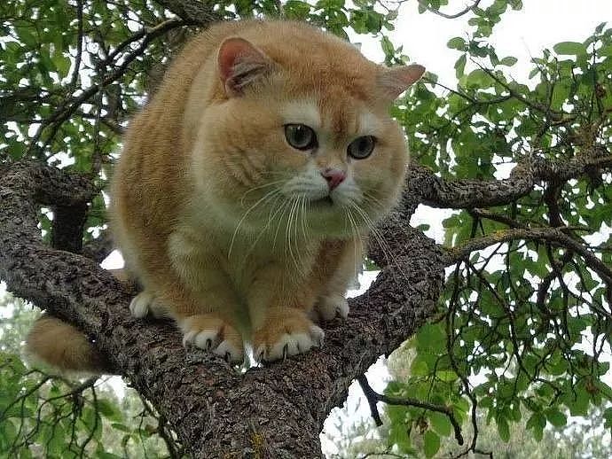 树上发现一只猫在爬树，走近一看被它的身材吓到，这不是老虎吗？ - 3