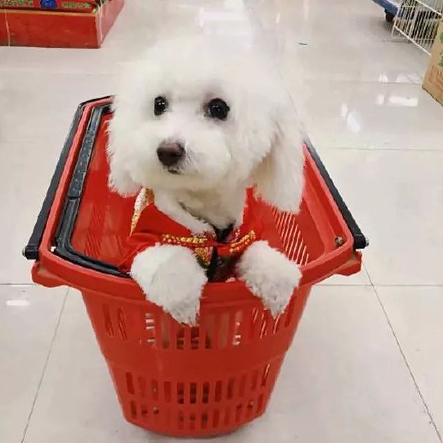 最近狗子们也爱上逛超市了，你家附近的超市允许它们进去吗？ - 10