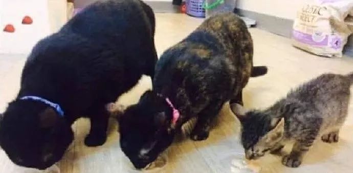 网友家新养了一只猫，在两原住猫带动下，一年后体重成功逆袭！ - 1