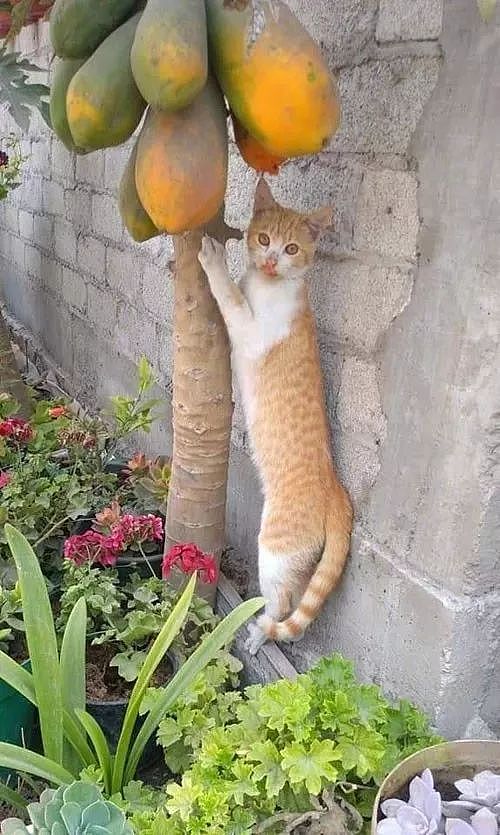 这只橘白猫在角落偷吃木瓜，被人发现后，它的表情笑死了！ - 2