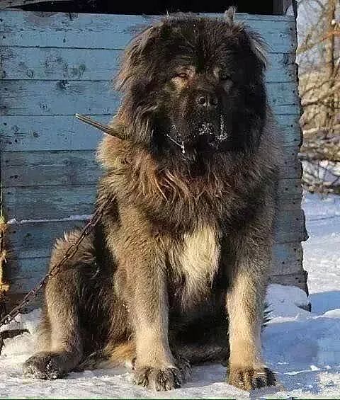 “北欧巨兽”高加索犬：俄罗斯国宝犬种，养了这狗才是真有安全感！ - 3