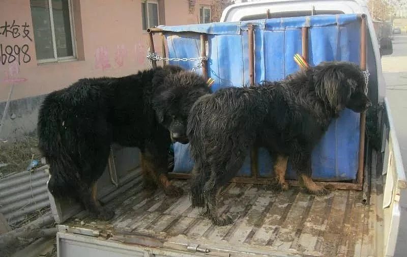 这种狗曾经是中国最贵的狗，如今却连流浪狗都不如…… - 10
