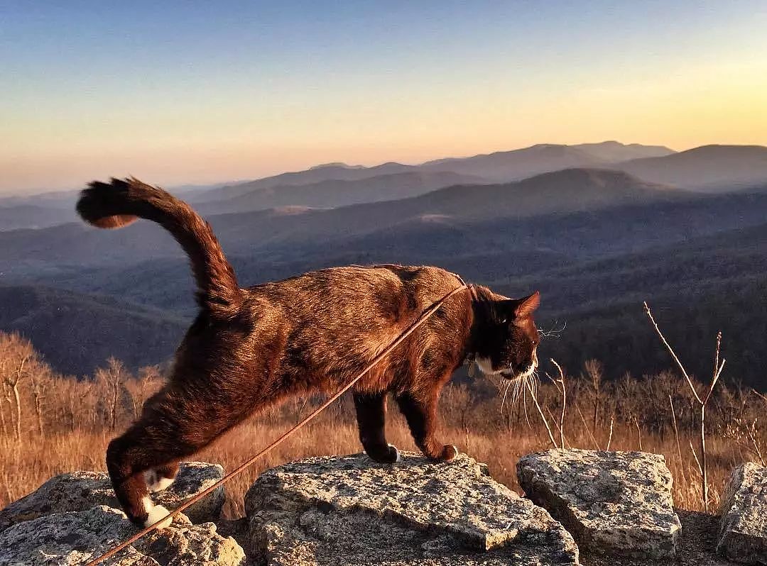 一只爱冒险的旅猫，攀过雪山，走过火山…… - 4