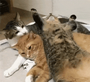 这猫睡在两猫身上，还用这种姿势，底下的橘猫一脸无奈，笑飞！ - 1