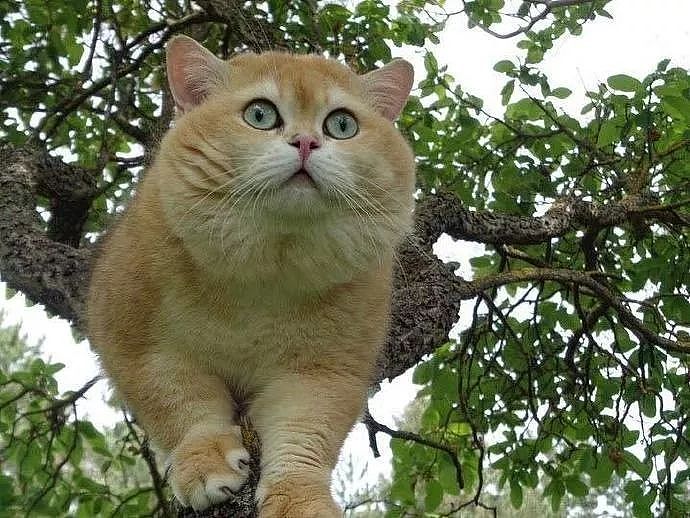 树上发现一只猫在爬树，走近一看被它的身材吓到，这不是老虎吗？ - 1