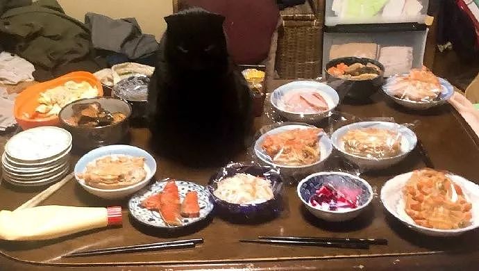 到吃饭时，猫就这样站在桌子中间，没有人敢让它下去，好怕怕！ - 2
