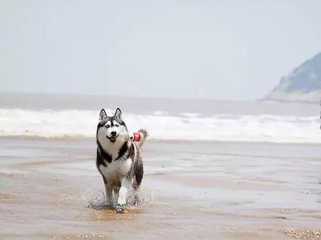 主人把狗狗骗去海滩，然后一言不合就埋了…… - 3