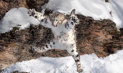 摄影师拍下雪豹跳起的瞬间，这模样，好沙雕哦！ - 4