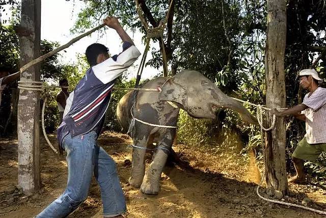 泰国全网禁播！大象旅游业背后的真相…… - 10