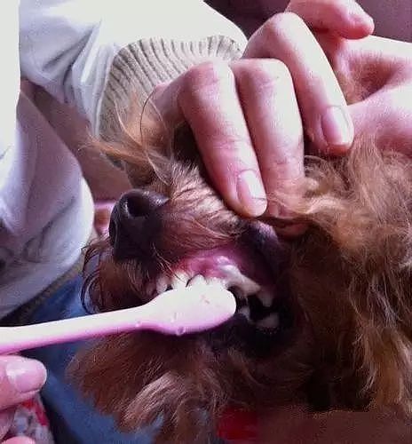 三岁狗狗牙齿就开始脱落，扒开嘴巴的发现更惊人！ - 8