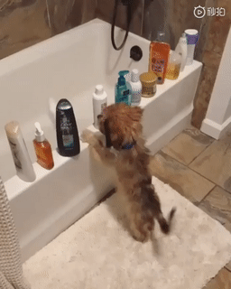 狗子洗完澡后报复主人：爱洗是吧？我让你洗个够！ - 1