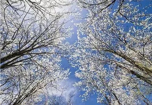 四川有个世界罕见的古梨仙境，一下梨花雪，就惊艳了整个春天！ - 18