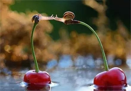 两只蜗牛在樱桃梗上接吻，被摄影师抓拍了下来，真是太浪漫了！ - 1