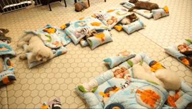 韩国狗狗幼儿园课程表曝光，原来它们上学不止打闹和睡觉！ - 2