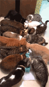 网友拍家里好多只猫一起吃年夜饭的视频，这场面太壮观了吧... - 1