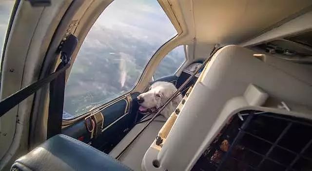 流浪狗第一次坐飞机，开心地从飞机后部挤到了副驾的位置 - 3