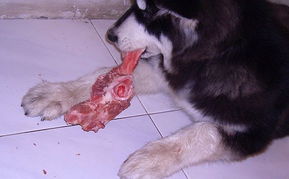 传言，吃这种肉长大的狗狗都不同于常狗.... - 4