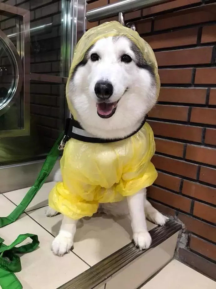 遇到一只穿着雨衣的狗子，被它美晕了... - 3